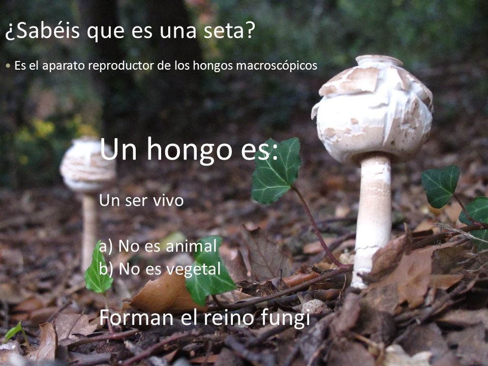 La alergia de los parásitos los síntomas